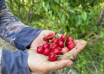 Erkenci kirazın kilosu 2 bin liradan açılış yaptı: Dubai’ye ihraç edilecek