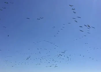 Tekirdağ’da göç eden pelikanlar görüntülendi