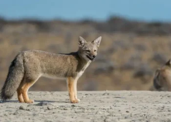 Atalarımızın köpekten önceki sadık dostu, soyu tükenmiş bir tilki türü olabilir