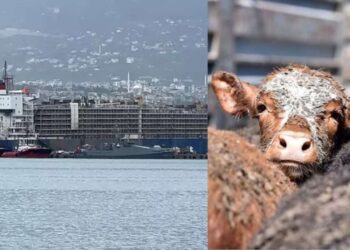 İskenderun Limanı’na gemiyle 27 bin angus geldi