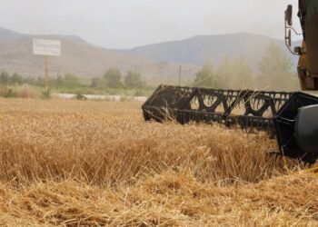 Buğday üretiminde düşüş bekleniyor