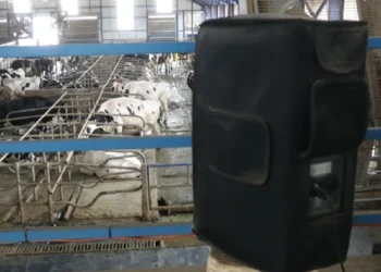 Bu deney Burdur’da yapılıyor: İneklere Türk Halk Müziği dinletiliyor