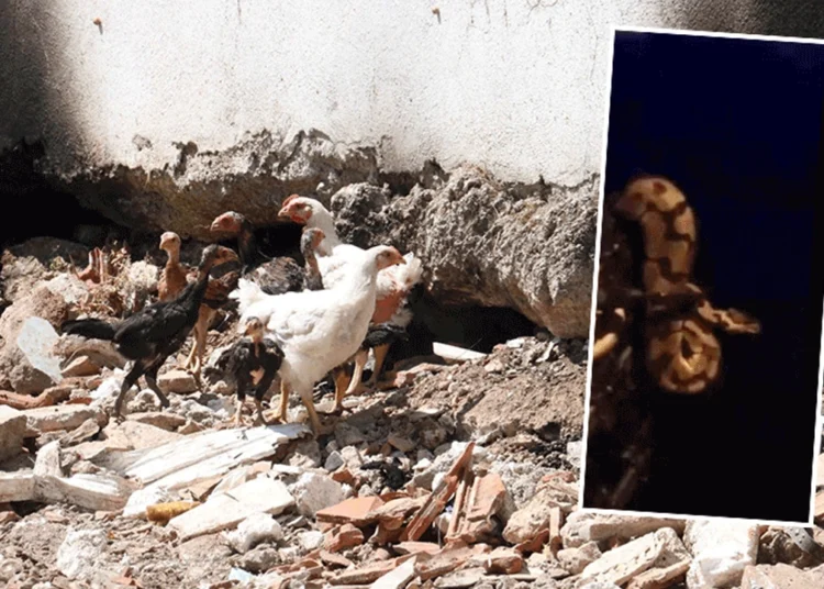 Fethiye’de piton yılanı paniği: Halk geceleri uyuyamaz oldu 1 Fethiye’de piton yılanı paniği: Halk geceleri uyuyamaz oldu