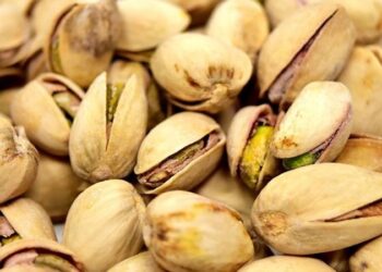 Antep fıstığı üretiminde büyük beklenti