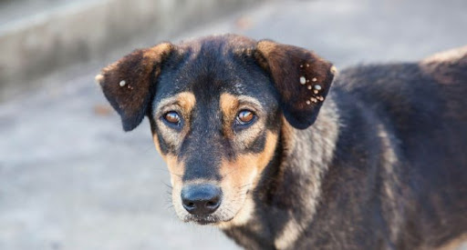 Mümtaz'er Türköne yazdı I Kedi-köpek kavgası: İkiyüzlü toplum 1 Mümtaz’er Türköne yazdı I Kedi-köpek kavgası: İkiyüzlü toplum