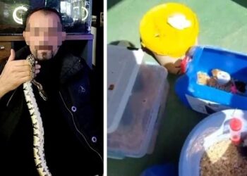 Evinde 2 kraliyet pitonu ele geçirildi: 25 bin TL ceza kesildi