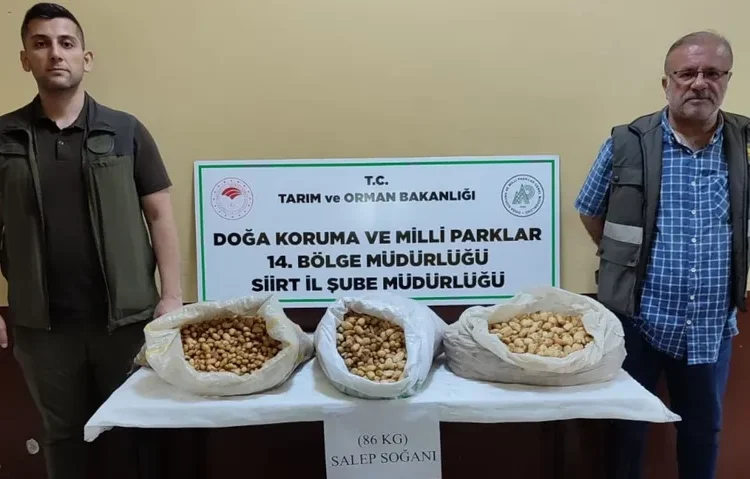 Kaçak salep toplayan kişiye 387 bin lira ceza kesildi 1 Kaçak salep toplayan kişiye 387 bin lira ceza kesildi