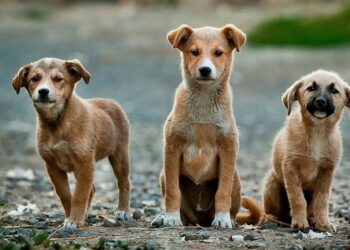 Mehmet Eren yazdı.. Hayvan Hakları: Avrupa’da ve Türkiye’de Sokak Köpeklerine Yaklaşım