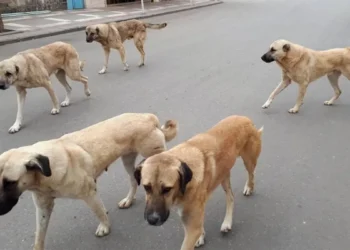 AK Partili vekiller, sokak hayvanlarının uyutularak itlaf edilebilmesi için kanun hazırlıyor