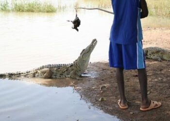 Köy halkı ve timsahlar arasındaki dostluk asırlardır devam ediyor