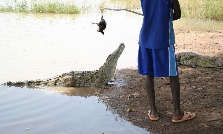 Köy halkı ve timsahlar arasındaki dostluk asırlardır devam ediyor