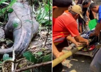 Endonezya’da 5 metrelik piton, bir kadını yuttu