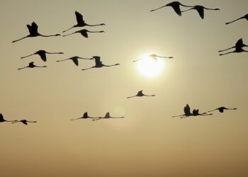 Tuz Gölü, kuluçkalardan çıkan yavru flamingolarla şenlendi