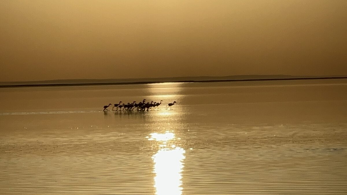 Tuz Gölü, kuluçkalardan çıkan yavru flamingolarla şenlendi 2 Tuz Gölü, kuluçkalardan çıkan yavru flamingolarla şenlendi