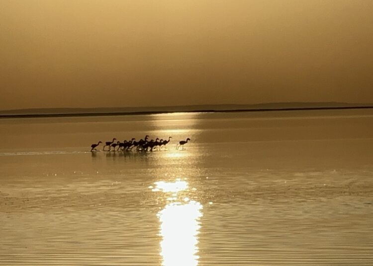 Tuz Gölü, kuluçkalardan çıkan yavru flamingolarla şenlendi
