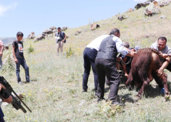 Erzurum’da Angus boğalar firar etti, yakalama faaliyeti saatlerce sürdü