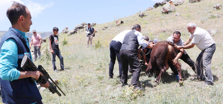 Erzurum’da Angus boğalar firar etti, yakalama faaliyeti saatlerce sürdü