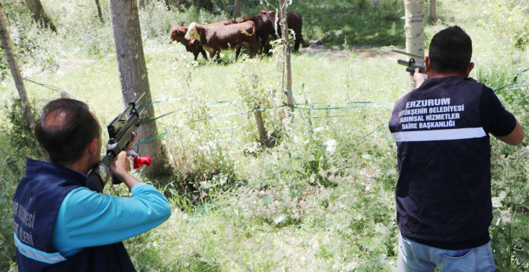 Erzurum'da Angus boğalar firar etti, yakalama faaliyeti saatlerce sürdü