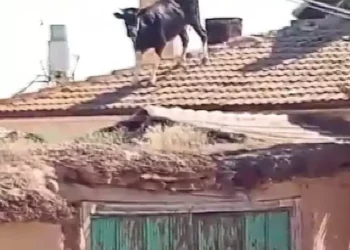 Kurbanlık boğa, evin çatısına kaçtı