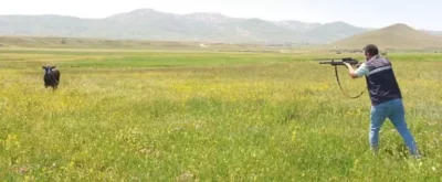 Kurbanlık boğa, evin çatısına kaçtı