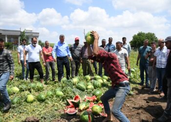 Türk çiftçisini bitir, dışarıdan ithal et
