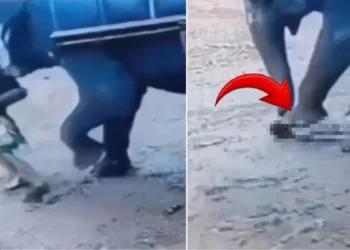 Dev fil, yaşlı bakıcısını kağıt gibi ezdi