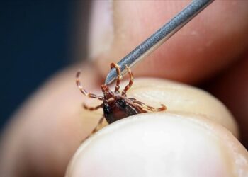 Tokat’ta kene alarmı: 5 kişi hastaneye kaldırıldı