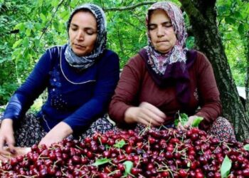 Kirazın rekoltesinde %30 düşüş bekleniyor