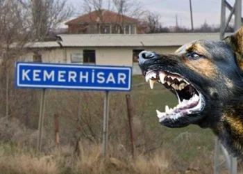 Sokak köpeği bir kişiyi ısırdı: Beldede kuduz karantinası başlatıldı
