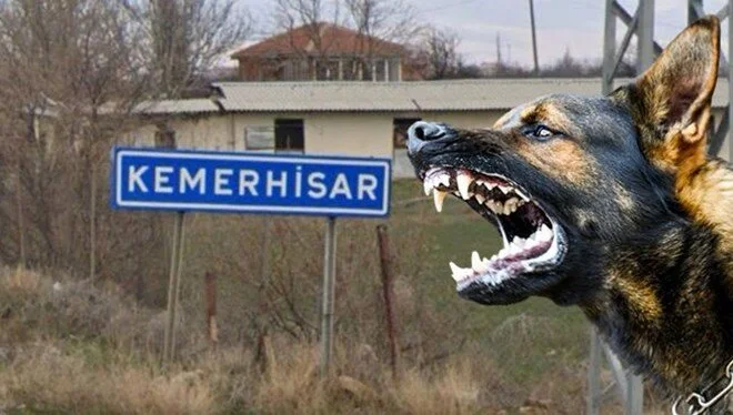 Sokak köpeği bir kişiyi ısırdı: Beldede kuduz karantinası başlatıldı 1 Sokak köpeği bir kişiyi ısırdı: Beldede kuduz karantinası başlatıldı