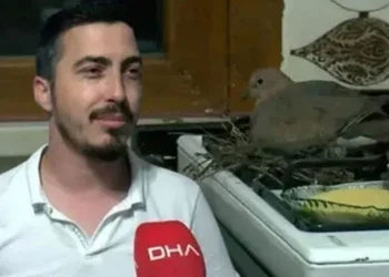 Pencereden mutfaklarına giren kumru hayatlarını değiştirdi