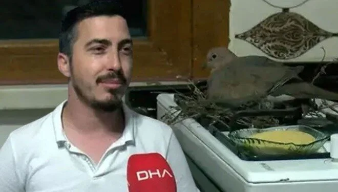 Pencereden mutfaklarına giren kumru hayatlarını değiştirdi 1 Pencereden mutfaklarına giren kumru hayatlarını değiştirdi