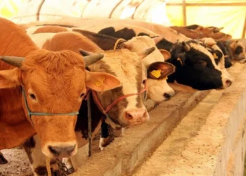 Kurbanlıklar pazara indi! Hayvan fiyatı geçen senenin iki katı