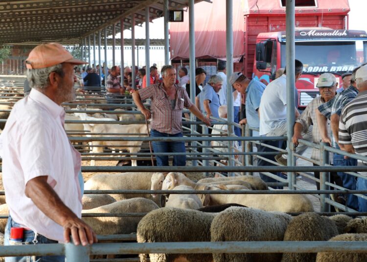 Yarın bayram! Kurbanlık fiyatı 4 yılda 12’ye katlanınca alacak güç kalmadı