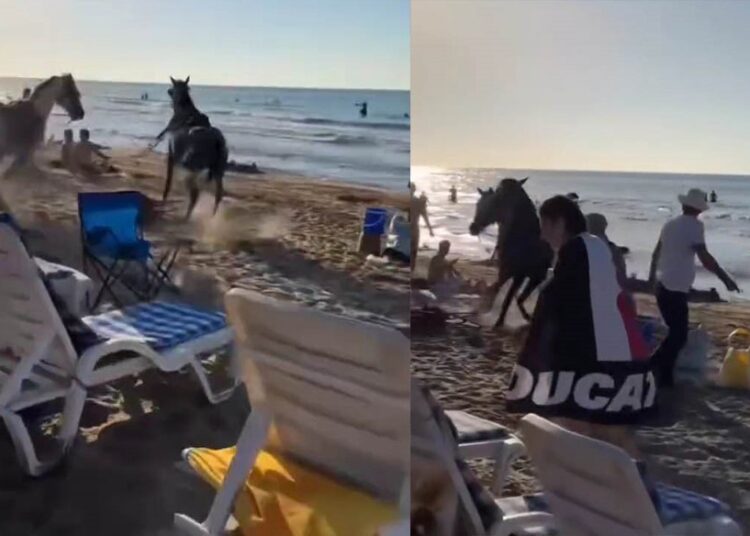 Sahile götürdükleri atlar plajdaki vatandaşların arasına daldı