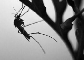 Sivrisineklerle mücadelede yapay zeka devrede