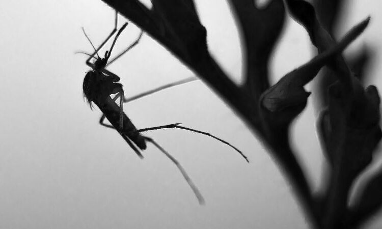 Sivrisineklerle mücadelede yapay zeka devrede 1 Sivrisineklerle mücadelede yapay zeka devrede