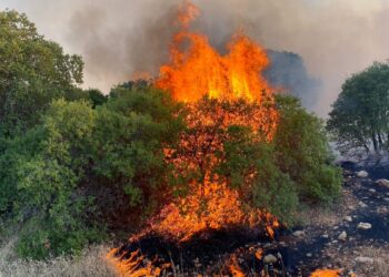 Fıstık ve zeytin bahçelerinde yangın: Bir gözaltı