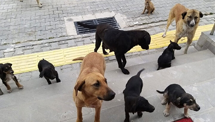 Başıboş sokak köpekleri düzenlemesi Meclis'ten geçerek yasalaştı 9 Başıboş sokak köpekleri düzenlemesi Meclis'ten geçerek yasalaştı