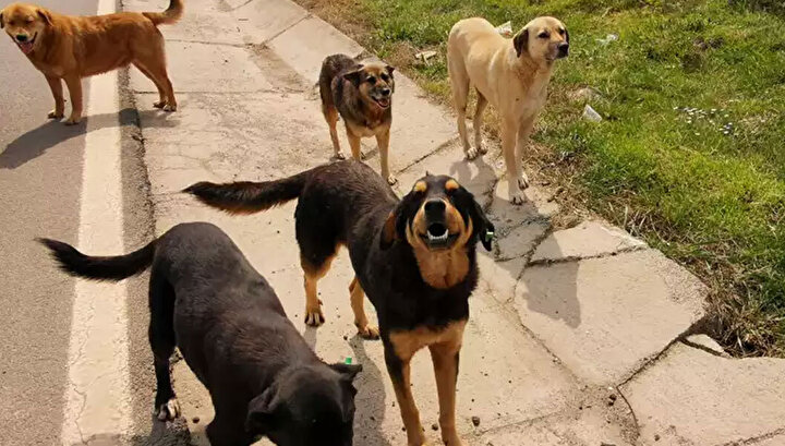 Başıboş sokak köpekleri düzenlemesi Meclis'ten geçerek yasalaştı 10 Başıboş sokak köpekleri düzenlemesi Meclis'ten geçerek yasalaştı