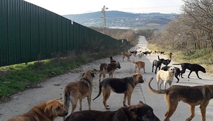 Başıboş sokak köpekleri düzenlemesi Meclis'ten geçerek yasalaştı 11 Başıboş sokak köpekleri düzenlemesi Meclis'ten geçerek yasalaştı