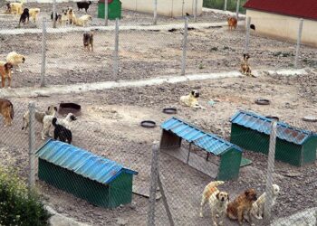 Başıboş sokak köpekleri düzenlemesi Meclis’ten geçerek yasalaştı