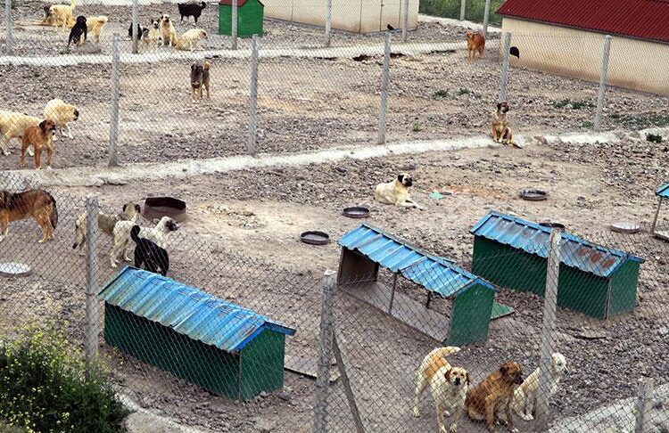 Başıboş sokak köpekleri düzenlemesi Meclis'ten geçerek yasalaştı 1 Başıboş sokak köpekleri düzenlemesi Meclis’ten geçerek yasalaştı