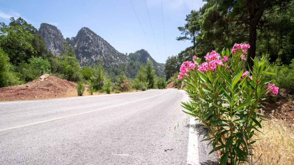 Çiçek açan zakkumlar yollara renk kattı