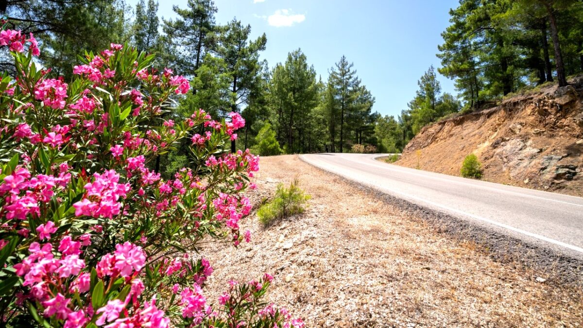 Çiçek açan zakkumlar yollara renk kattı