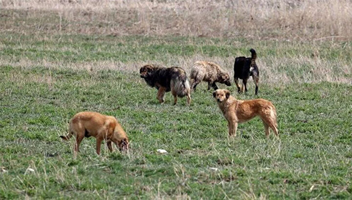 Başıboş sokak köpekleri düzenlemesi Meclis'ten geçerek yasalaştı 2 Başıboş sokak köpekleri düzenlemesi Meclis'ten geçerek yasalaştı