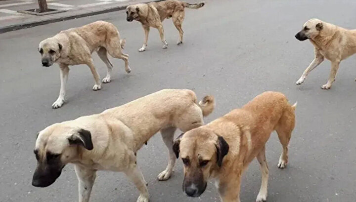 Başıboş sokak köpekleri düzenlemesi Meclis'ten geçerek yasalaştı 3 Başıboş sokak köpekleri düzenlemesi Meclis'ten geçerek yasalaştı