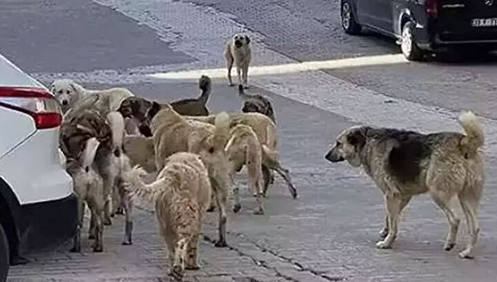 Başıboş sokak köpekleri düzenlemesi Meclis'ten geçerek yasalaştı 4 Başıboş sokak köpekleri düzenlemesi Meclis'ten geçerek yasalaştı