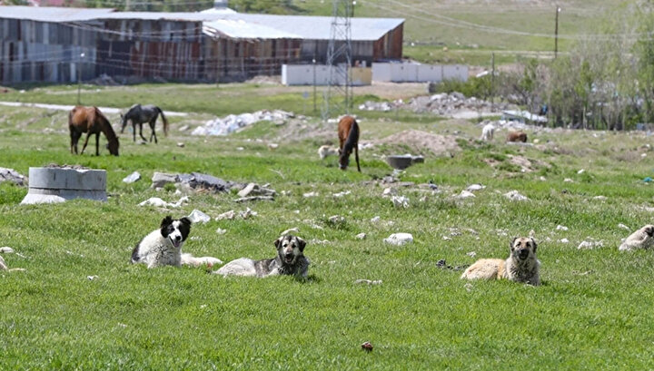 Başıboş sokak köpekleri düzenlemesi Meclis'ten geçerek yasalaştı 5 Başıboş sokak köpekleri düzenlemesi Meclis'ten geçerek yasalaştı