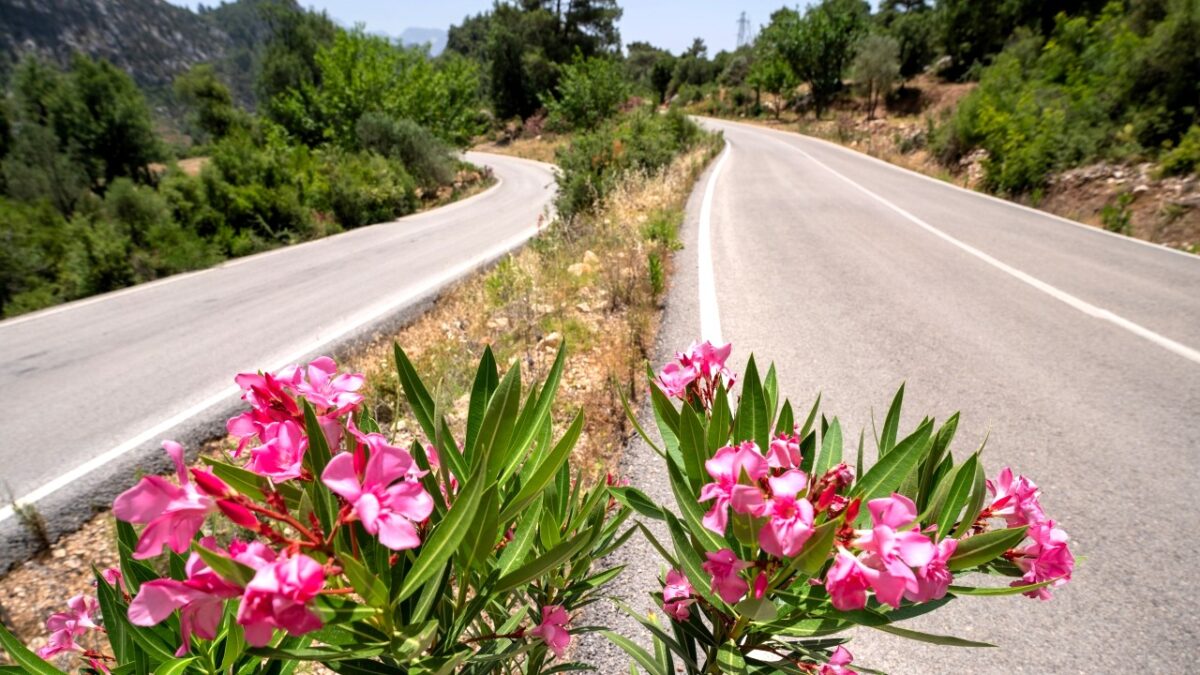Çiçek açan zakkumlar yollara renk kattı